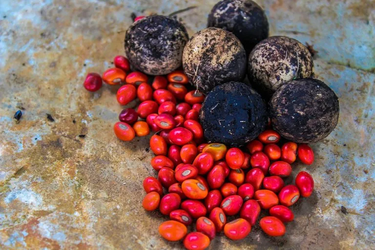 Tagua nuts and red huayruro seeds, natural materials used in Terra jewelry