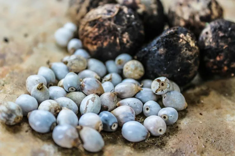 San Pedro seed and tagua jewelry