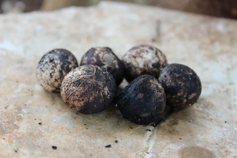 Tagua nut jewelry